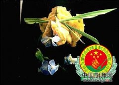 玉环银珠